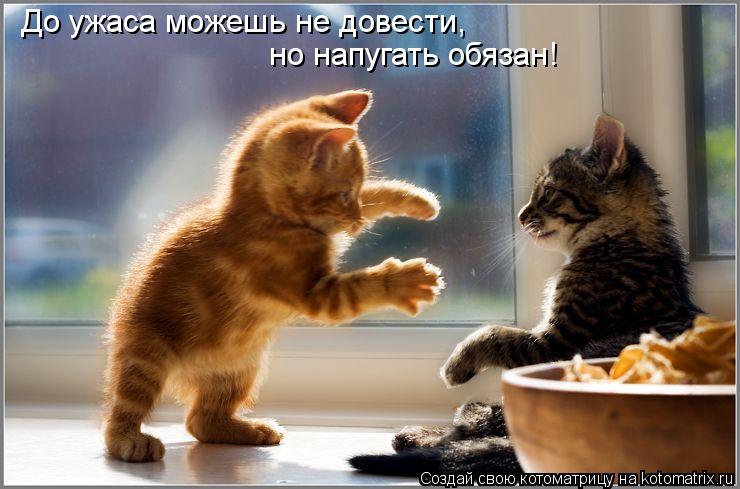 Котоматрица: До ужаса можешь не довести, но напугать обязан!