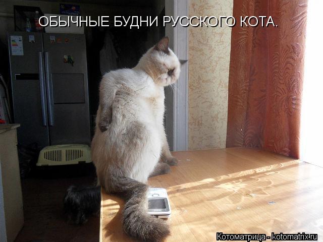 ОБЫЧНЫЕ БУДНИ РУССКОГО КОТА.... Котоматрица: ОБЫЧНЫЕ БУДНИ РУССКОГО КОТА.