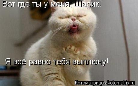 Вот где ты у меня, Шарик! Я всё равно тебя выплюну!... Котоматрица: Вот где ты у меня, Шарик! Я всё равно тебя выплюну!