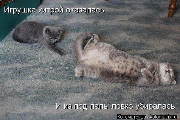 Игрушка хитрой оказалась И из под лапы ловко убиралась... Котоматрица: Игрушка хитрой оказалась И из под лапы ловко убиралась