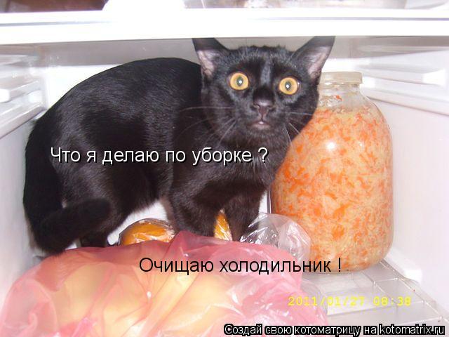 Что я делаю по уборке ? Очищаю холодильник !... Котоматрица: Что я делаю по уборке ? Очищаю холодильник !