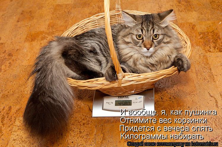 И вообще, я, как пушинка Отнимите вес корзинки Придется с вечера опять Килограммы набирать... Котоматрица: И вообще, я, как пушинка Отнимите вес корзинки Придется с вечера опять Килограммы набирать