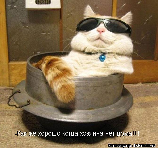 -Как же хорошо когда хозяина нет дома!!!!... Котоматрица: -Как же хорошо когда хозяина нет дома!!!!
