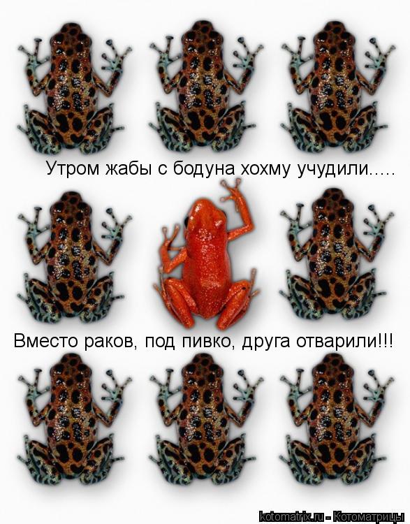 Утром жабы с бодуна хохму учудили..... Вместо раков, под пивко, друга отварили!!!... Котоматрица: Утром жабы с бодуна хохму учудили..... Вместо раков, под пивко, друга отварили!!!