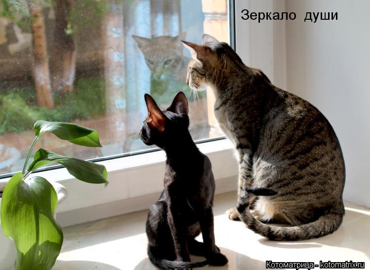 Зеркало души... Котоматрица: Зеркало души