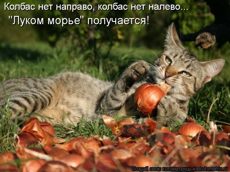 Колбас нет направо, колбас нет налево... "Луком морье" получается!... Котоматрица: Колбас нет направо, колбас нет налево... "Луком морье" получается!