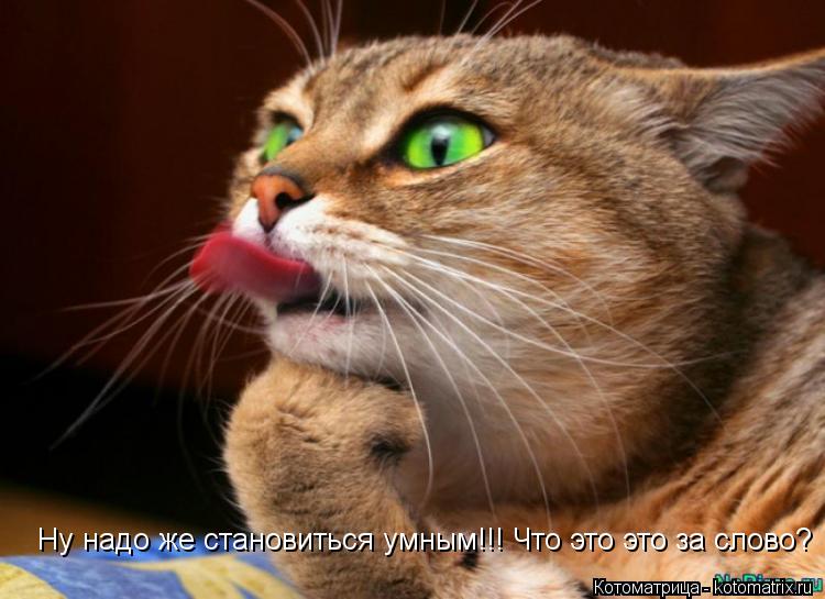 Ну надо же становиться умным!!! Что это это за слово?... Котоматрица: Ну надо же становиться умным!!! Что это это за слово?