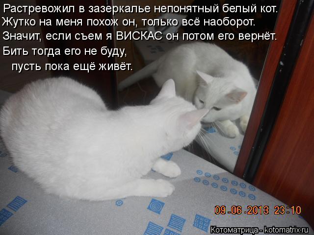 Растревожил в зазеркалье непонятный белый кот. Жутко на меня похож он, только всё наоборот. Значит, е... Котоматрица: Растревожил в зазеркалье непонятный белый кот. Жутко на меня похож он, только всё наоборот. Значит, если съем я ВИСКАС он потом его вернёт. Б