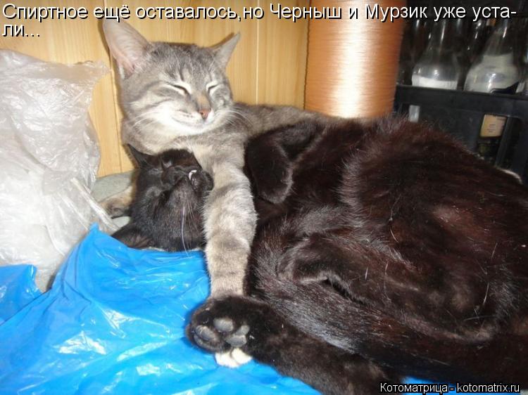 Спиртное ещё оставалось,но Черныш и Мурзик уже уста- ли...... Котоматрица: Спиртное ещё оставалось,но Черныш и Мурзик уже уста- ли...