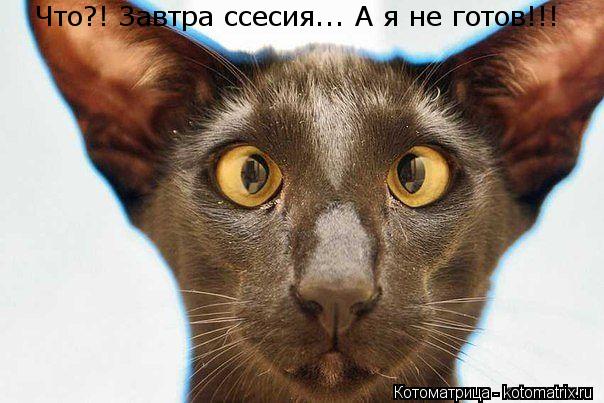 Котоматрица: Что?! Завтра ссесия... А я не готов!!!