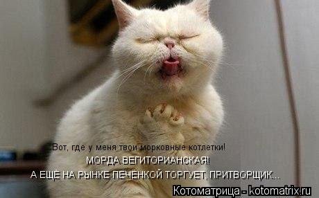 Вот, где у меня твои морковные котлетки! МОРДА ВЕГИТОРИАНСКАЯ! А ЕЩЁ НА РЫНКЕ ПЕЧЁНКОЙ ТОРГУЕТ, ПРИТ... Котоматрица: Вот, где у меня твои морковные котлетки! МОРДА ВЕГИТОРИАНСКАЯ! А ЕЩЁ НА РЫНКЕ ПЕЧЁНКОЙ ТОРГУЕТ, ПРИТВОРЩИК...
