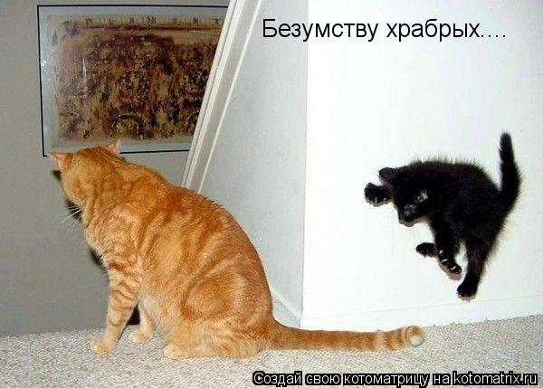 Безумству храбрых....... Котоматрица: Безумству храбрых....