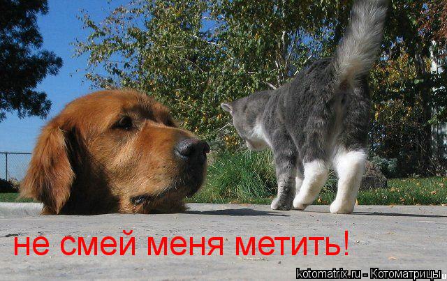 не смей меня метить!... Котоматрица: не смей меня метить!