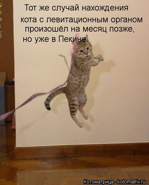 Тот же случай нахождения кота с левитационным органом произошёл на месяц позже, но уже в Пекине.... Котоматрица: Тот же случай нахождения кота с левитационным органом произошёл на месяц позже, но уже в Пекине.
