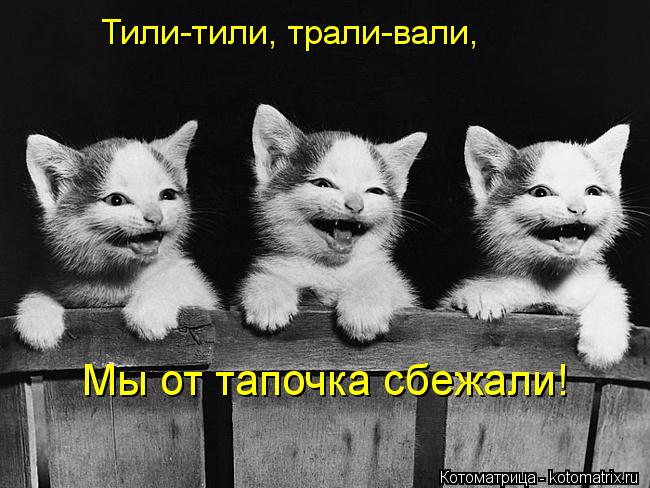 Тили-тили, трали-вали, Мы от тапочка сбежали!... Котоматрица: Тили-тили, трали-вали, Мы от тапочка сбежали!