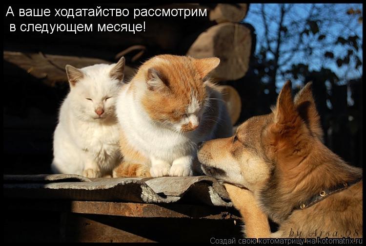 А ваше ходатайство рассмотрим в следующем месяце!... Котоматрица: А ваше ходатайство рассмотрим в следующем месяце!