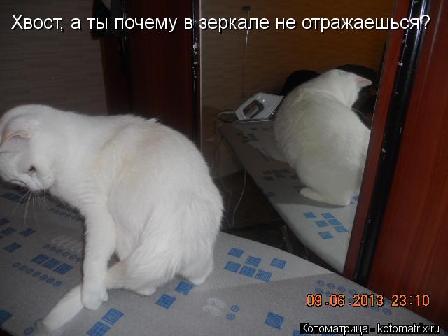 Хвост, а ты почему в зеркале не отражаешься?... Котоматрица: Хвост, а ты почему в зеркале не отражаешься?