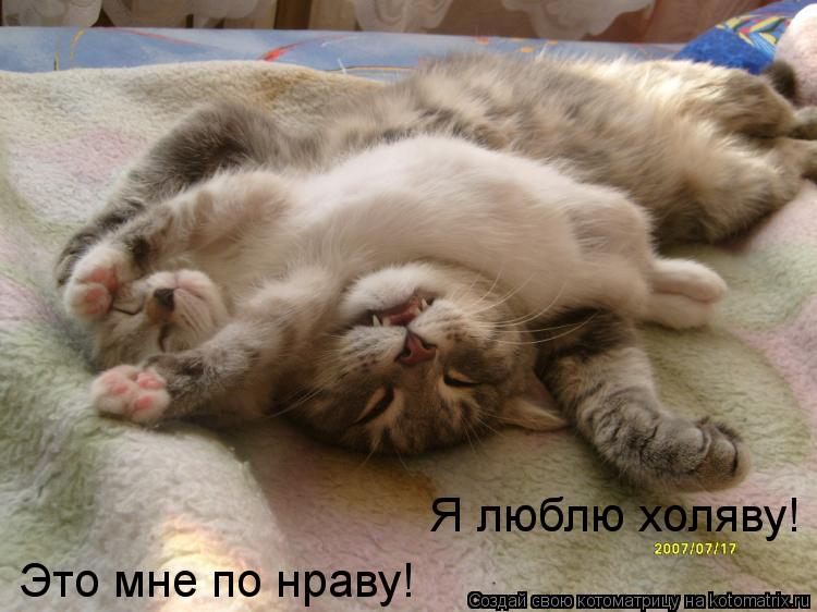 Это мне по нраву! Я люблю холяву!... Котоматрица: Это мне по нраву! Я люблю холяву!