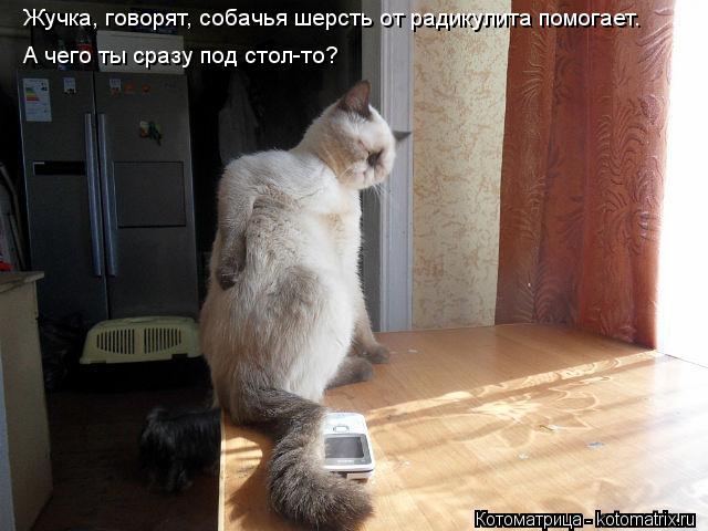 Жучка, говорят, собачья шерсть от радикулита помогает. А чего ты сразу под стол-то?... Котоматрица: Жучка, говорят, собачья шерсть от радикулита помогает. А чего ты сразу под стол-то?