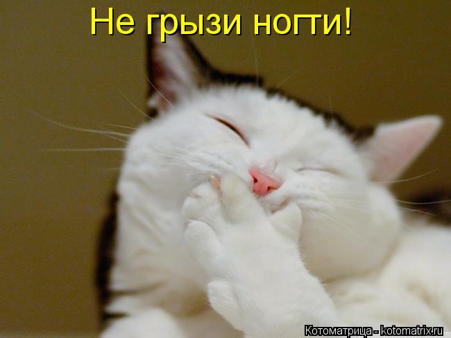 Не грызи ногти!... Котоматрица: Не грызи ногти!