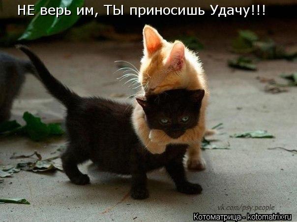 Котоматрица: НЕ верь им, ТЫ приносишь Удачу!!!