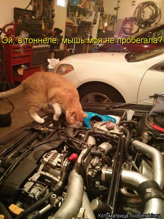 Эй, в тоннеле, мышь моя не пробегала?... Котоматрица: Эй, в тоннеле, мышь моя не пробегала?