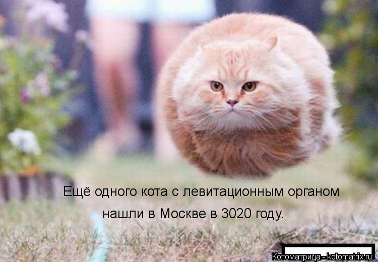 Ещё одного кота с левитационным органом нашли в Москве в 3020 году.... Котоматрица: Ещё одного кота с левитационным органом нашли в Москве в 3020 году.