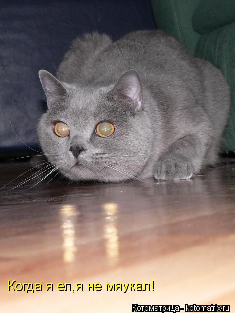 Когда я ел,я не мяукал!... Котоматрица: Когда я ел,я не мяукал!