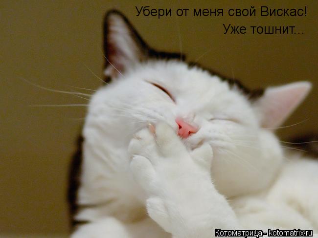 Убери от меня свой Вискас! Уже тошнит...... Котоматрица: Убери от меня свой Вискас! Уже тошнит...
