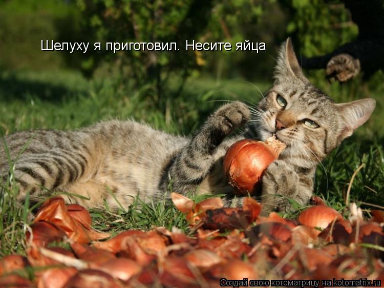 Котоматрица: Шелуху я приготовил. Несите яйца