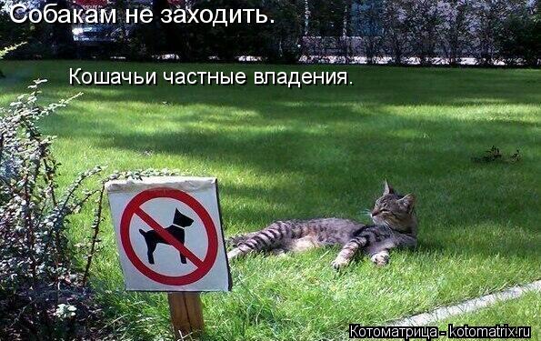 Собакам не заходить. Кошачьи частные владения.... Котоматрица: Собакам не заходить. Кошачьи частные владения.