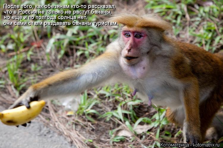 После того, как обезянам кто-то рассказал, что в России не только не растут бананы, но еще и по полг... Котоматрица: После того, как обезянам кто-то рассказал, что в России не только не растут бананы, но еще и по полгода солнца нет, они сами стали раздавать б