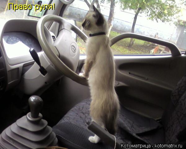 Право руля!... Котоматрица: Право руля!