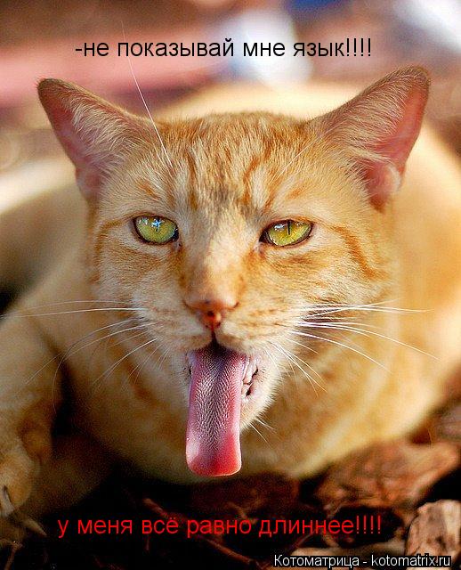 -не показывай мне язык!!!! у меня всё равно длиннее!!!!... Котоматрица: -не показывай мне язык!!!! у меня всё равно длиннее!!!!