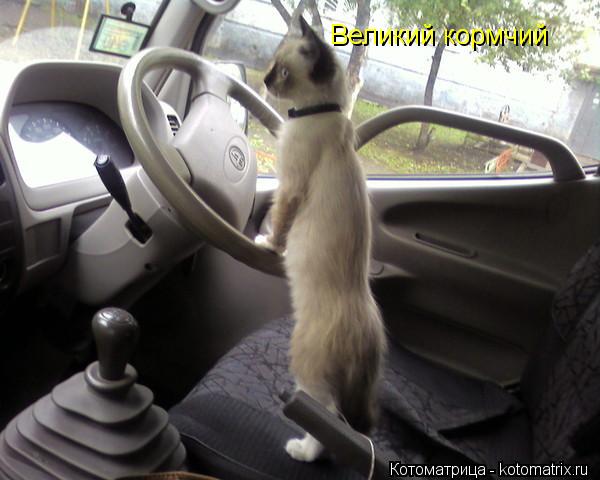 Котоматрица: Великий кормчий