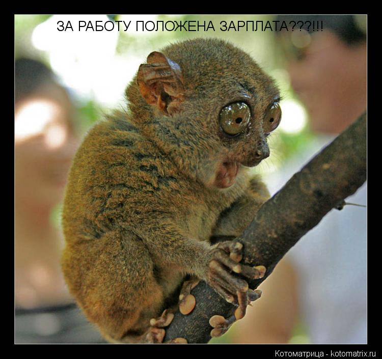 ЗА РАБОТУ ПОЛОЖЕНА ЗАРПЛАТА???!!!... Котоматрица: ЗА РАБОТУ ПОЛОЖЕНА ЗАРПЛАТА???!!!