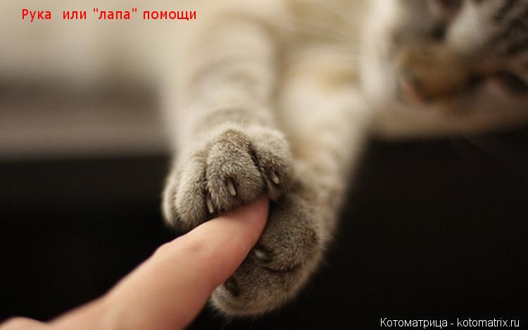 Рука или "лапа" помощи... Котоматрица: Рука или "лапа" помощи