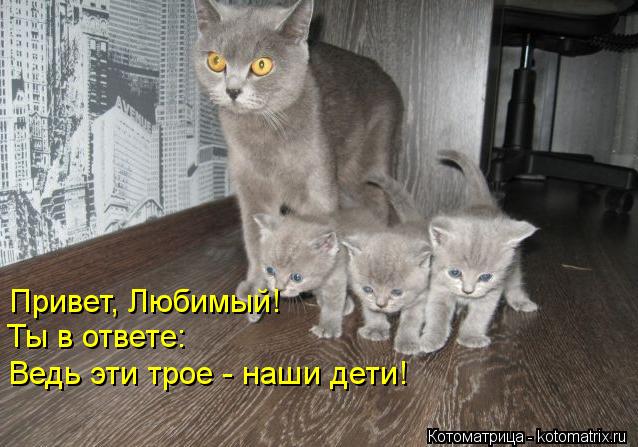 Привет, Любимый! Ты в ответе: Ведь эти трое - наши дети!... Котоматрица: Привет, Любимый! Ты в ответе: Ведь эти трое - наши дети!