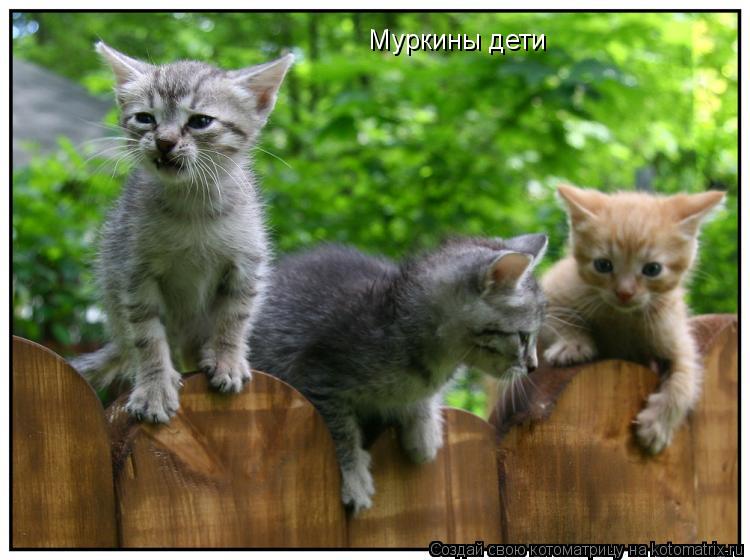 Котоматрица: Муркины дети