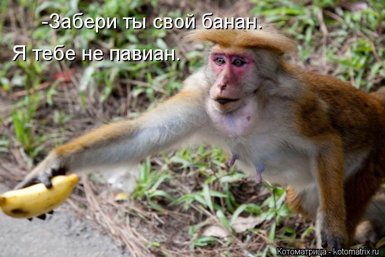 -Забери ты свой банан. Я тебе не павиан.... Котоматрица: -Забери ты свой банан. Я тебе не павиан.