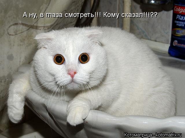 А ну, в глаза смотреть!!! Кому сказал!!!??... Котоматрица: А ну, в глаза смотреть!!! Кому сказал!!!??