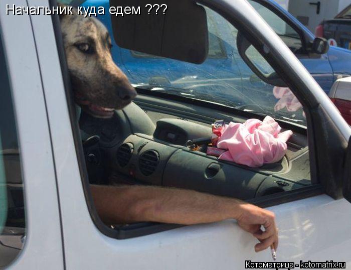 Начальник куда едем ???... Котоматрица: Начальник куда едем ???