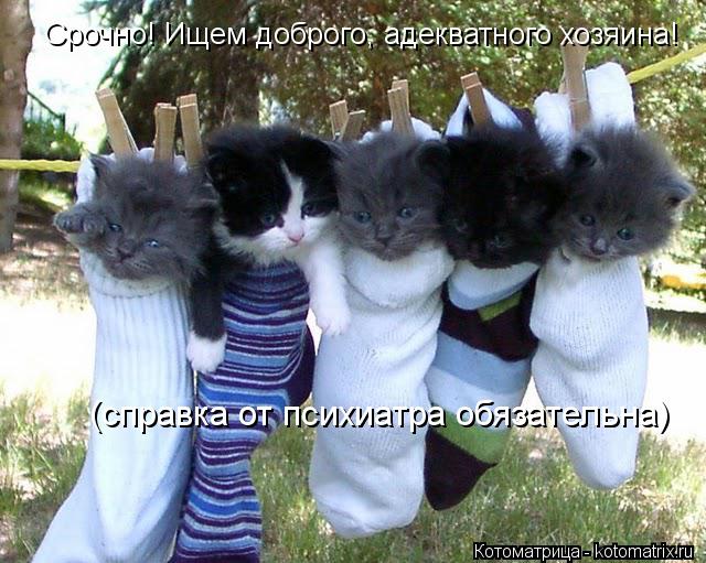 Срочно! Ищем доброго, адекватного хозяина! (справка от психиатра обязательна)... Котоматрица: Срочно! Ищем доброго, адекватного хозяина! (справка от психиатра обязательна)
