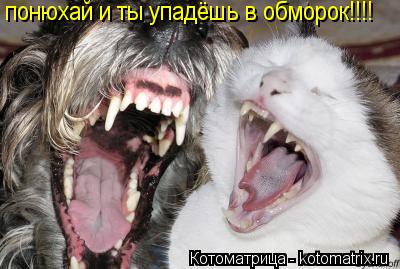 понюхай и ты упадёшь в обморок!!!!... Котоматрица: понюхай и ты упадёшь в обморок!!!!