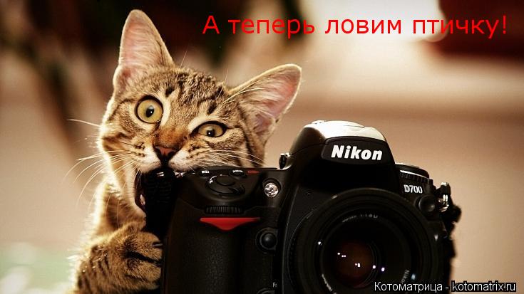 А теперь ловим птичку!... Котоматрица: А теперь ловим птичку!