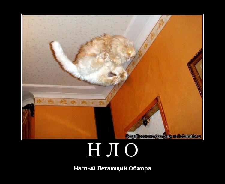 НЛО Наглый Летающий Обжора... Котоматрица: НЛО Наглый Летающий Обжора