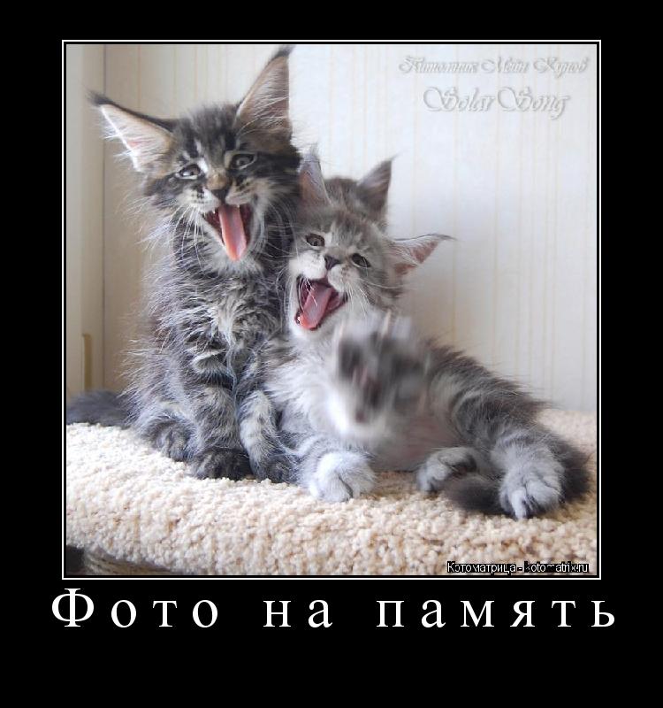Фото на память ... Котоматрица: Фото на память