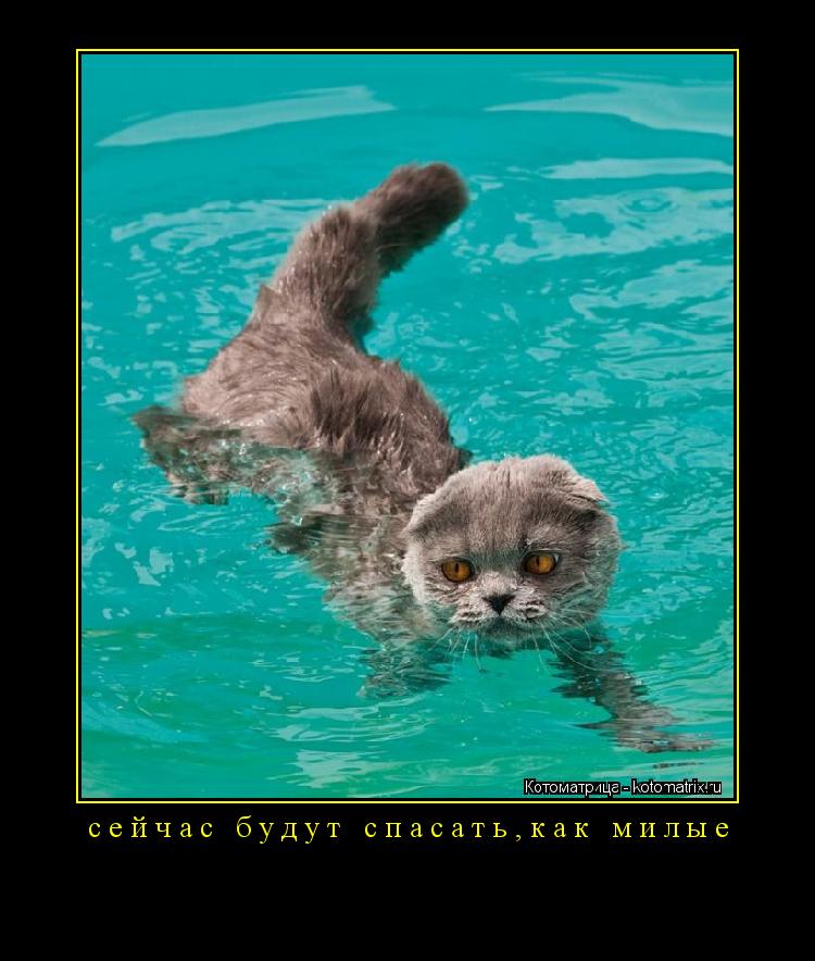 Котоматрица: сейчас будут спасать,как милые 
