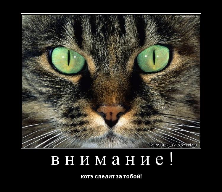 Котоматрица: внимание! котэ следит за тобой!