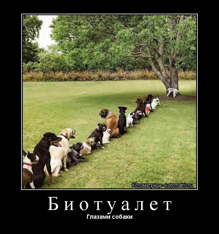 Котоматрица: Биотуалет Глазами собаки